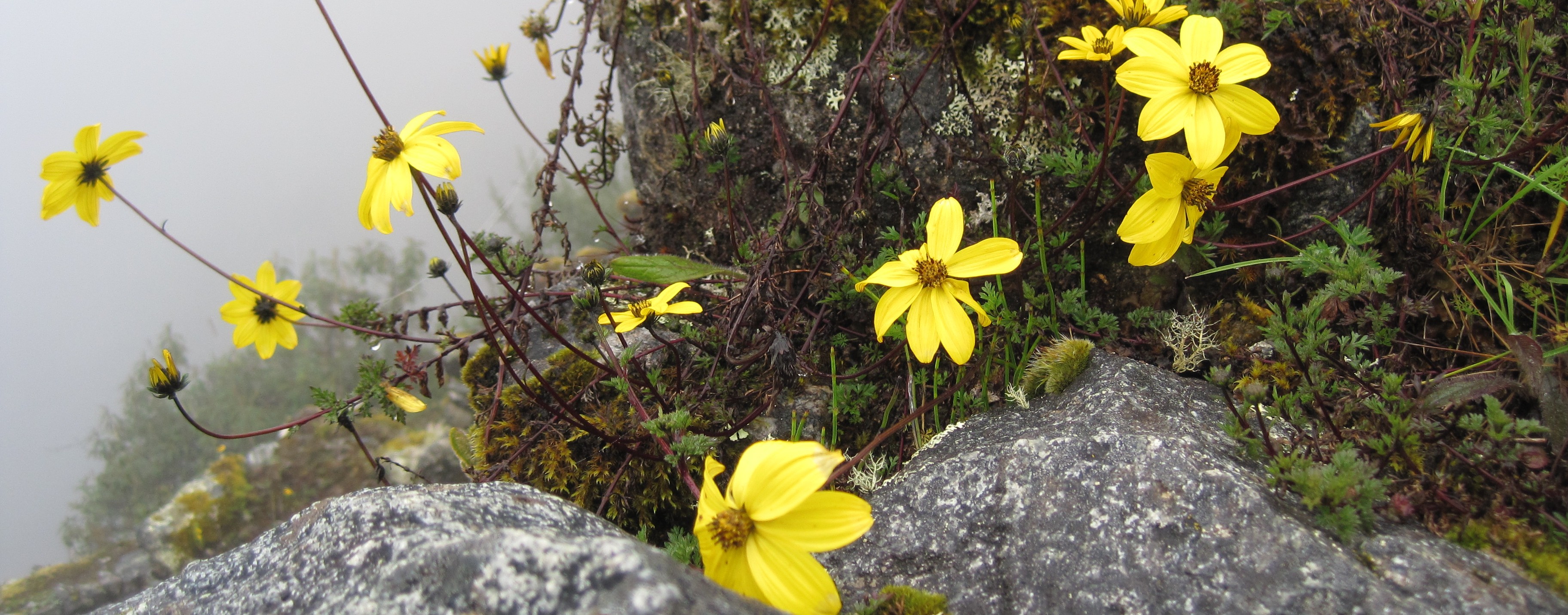 Flowers in the Ruins, Inca Trail, Perú